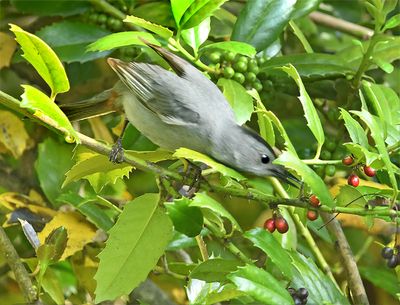 Gray Catbird Foraging For Berries