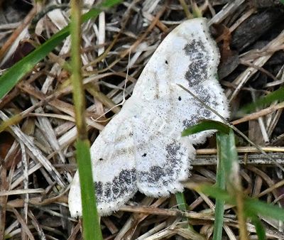 Large Lace Border Moth (7159)
