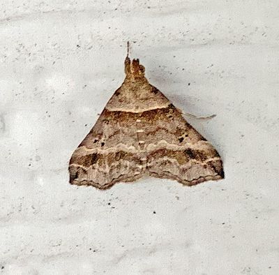 Dark-banded Owlet Moth (8338)