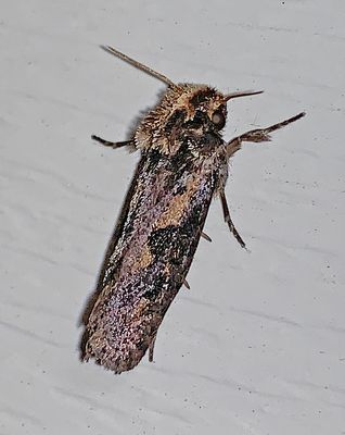 Clemens Grass Tubeworm Moth (0373