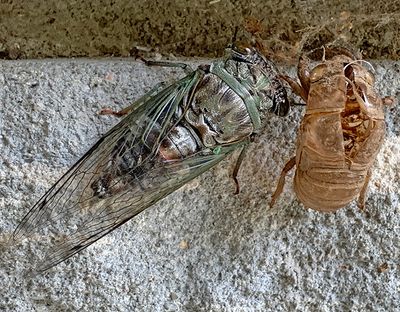 Northern Dusk-singing Cicada and Exoskeleton