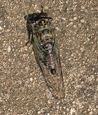 Linnes Cicada