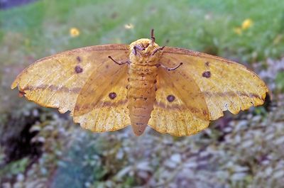 Imperial Moth (Ventral) (7704)