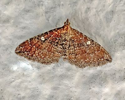 The Gem Moth (7414)