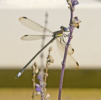 Great Spreadwing Damselfy