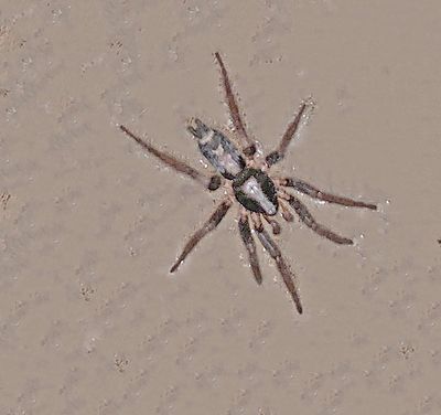 Infraorder Araneomorphae (True Spiders)