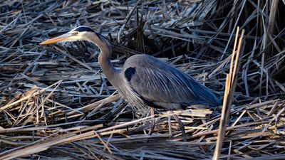 Great Blue Heron (Adult)
