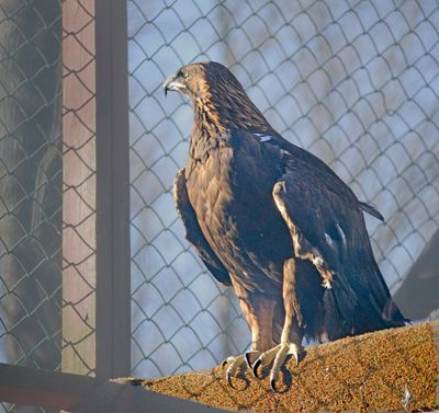 Golden Eagle (Captive)