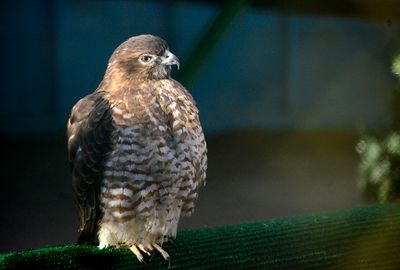 Broad-winged Hawk Adult (Captive)