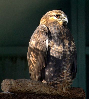 Rough-legged Hawk (Captive)