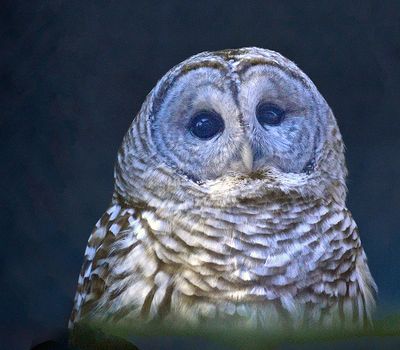 Barred Owl Adult Male (Captive)