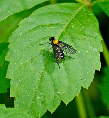 Soldier Flies, Snipe Flies, Stiletto Flies and Others