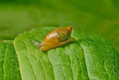 Land Snails
