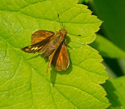Skippers (Hesperiidae)