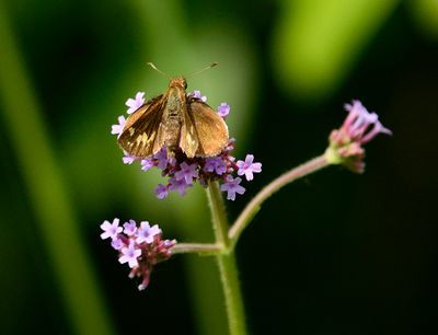 Skippers (Hesperiidae)