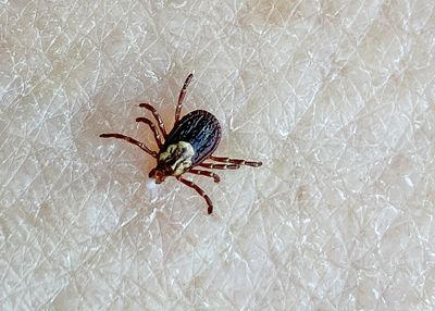 Parasitic Ticks