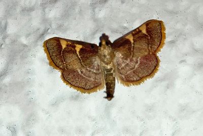 Yellow-fringed Dolichomia Moth (5533)