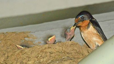 Barn Swallow feeding chicks