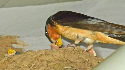 Barn Swallow feeding chick
