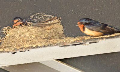 Barn Swallows
