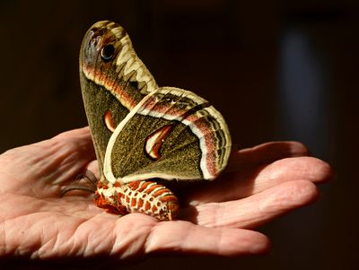 Female Cecropia Moth