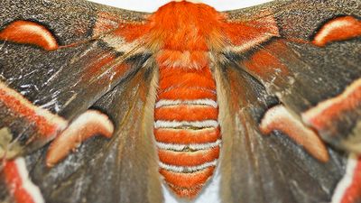 Male Cecropia Moth
