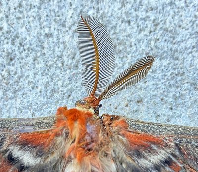 Male Cecropia Moth