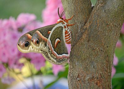 Female Cecropia Moth