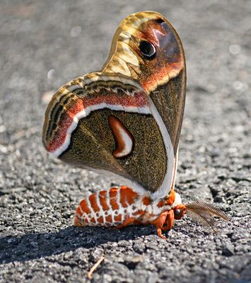 Female Cecropia Moth