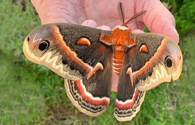 Female Cecropia Moth