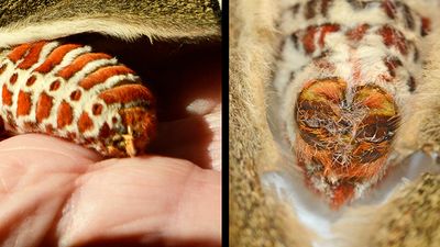 Cecropia Moth (7767)