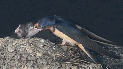Barn Swallow Feeding Nestling