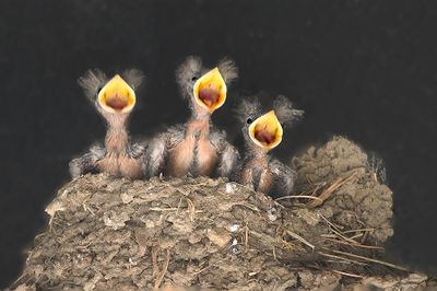 Three Barn Swallow Nestlings