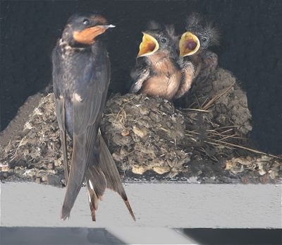Barn Swallow Nest