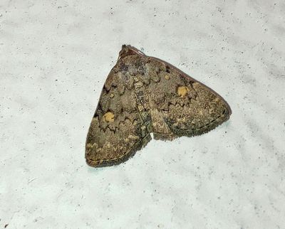 Common Idia Moth (8323)