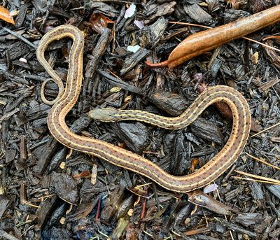Eastern Garter Snake