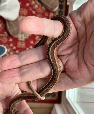 Eastern Garter Snake