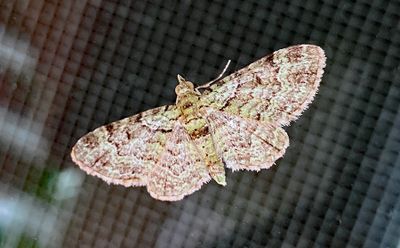 Green Pug Moth (7625)