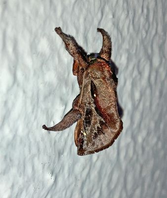 U.S. MOTHS: Pre-Pyraloid - Phycitinae-Peorinae