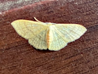 U.S. MOTHS: Thyrididae - Geometridae:Lithostege