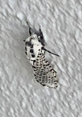 U.S. MOTHS: Pre-Tortricid - Tortricidae