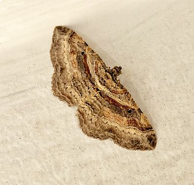U.S. MOTHS: Thyrididae - Geometridae:Lithostege