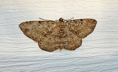Canadian Melanolophia Moth (6620)