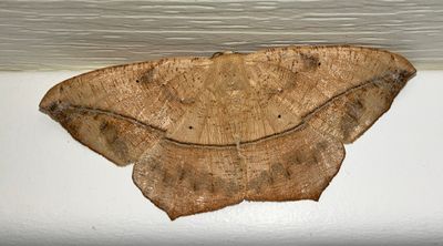 U.S. MOTHS: Thyrididae - Geometridae:Lithostege