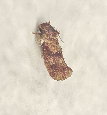 U.S. MOTHS: Pre-Tortricid - Tortricidae