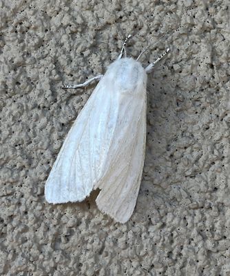 Virginian Tiger Moth (8137)