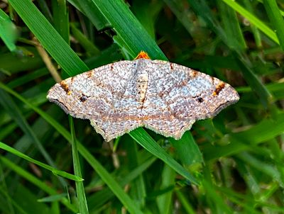 Red-headed Inchworm Moth (6342)