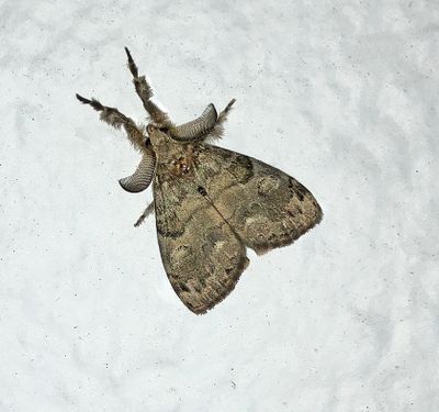 U.S. MOTHS: Epiplemidae - Noctuidae:Catocalinae