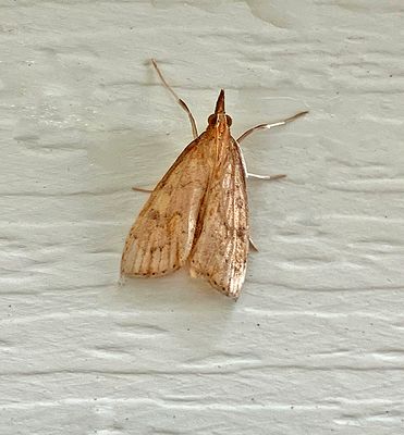 U.S. MOTHS: Pre-Pyraloid - Phycitinae-Peorinae