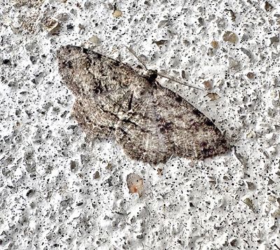 Canadian Melanolophia Moth (6620)